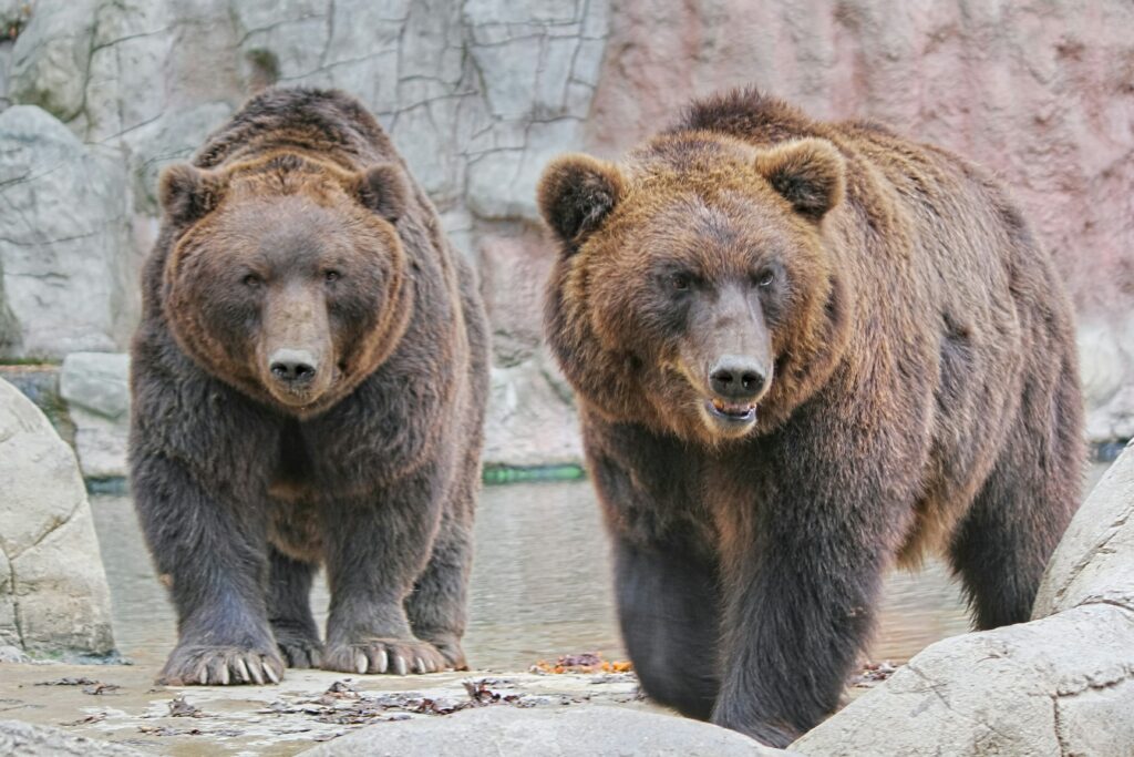 Medvědi hnědí v brněnské ZOO. 